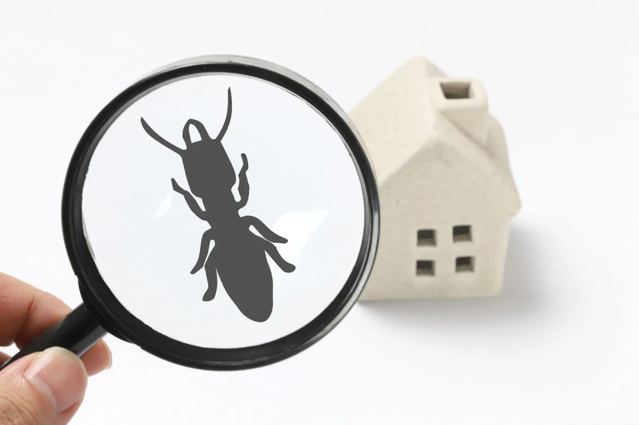 Magnified termite near a model house symbolizing infestation.