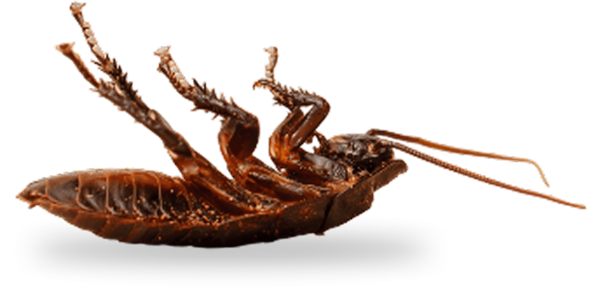 Dead cockroach lying on its back.